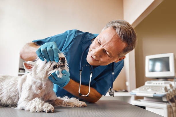 Best After-Hours Emergency Dentist in Atherton, CA